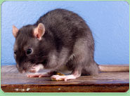 rat control Hednesford