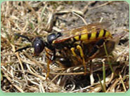 wasp control Hednesford